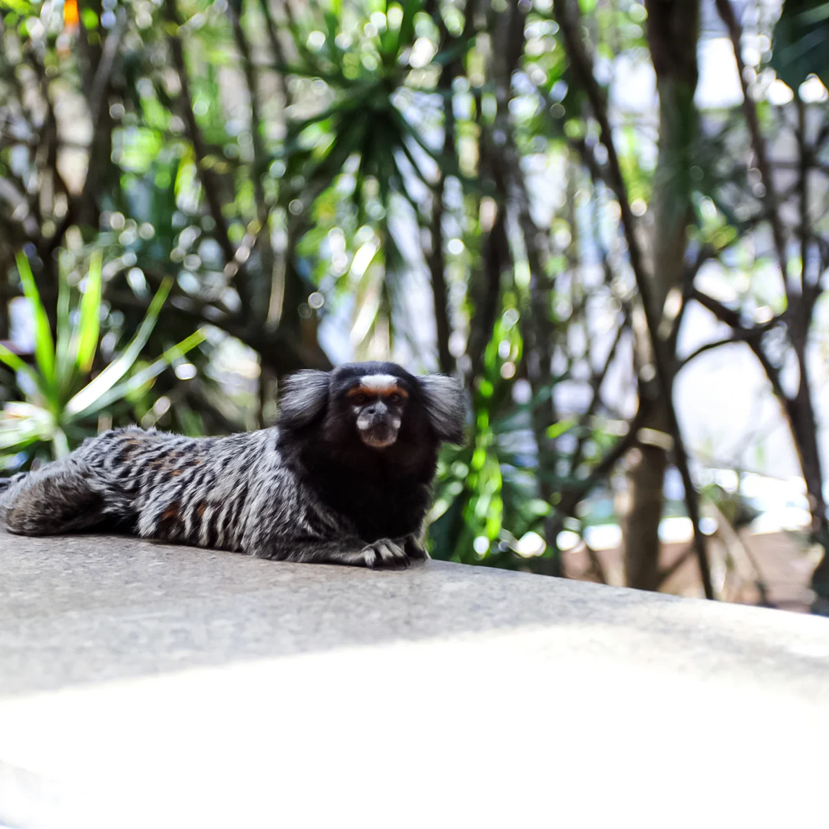 Sagui no jardim da clínica